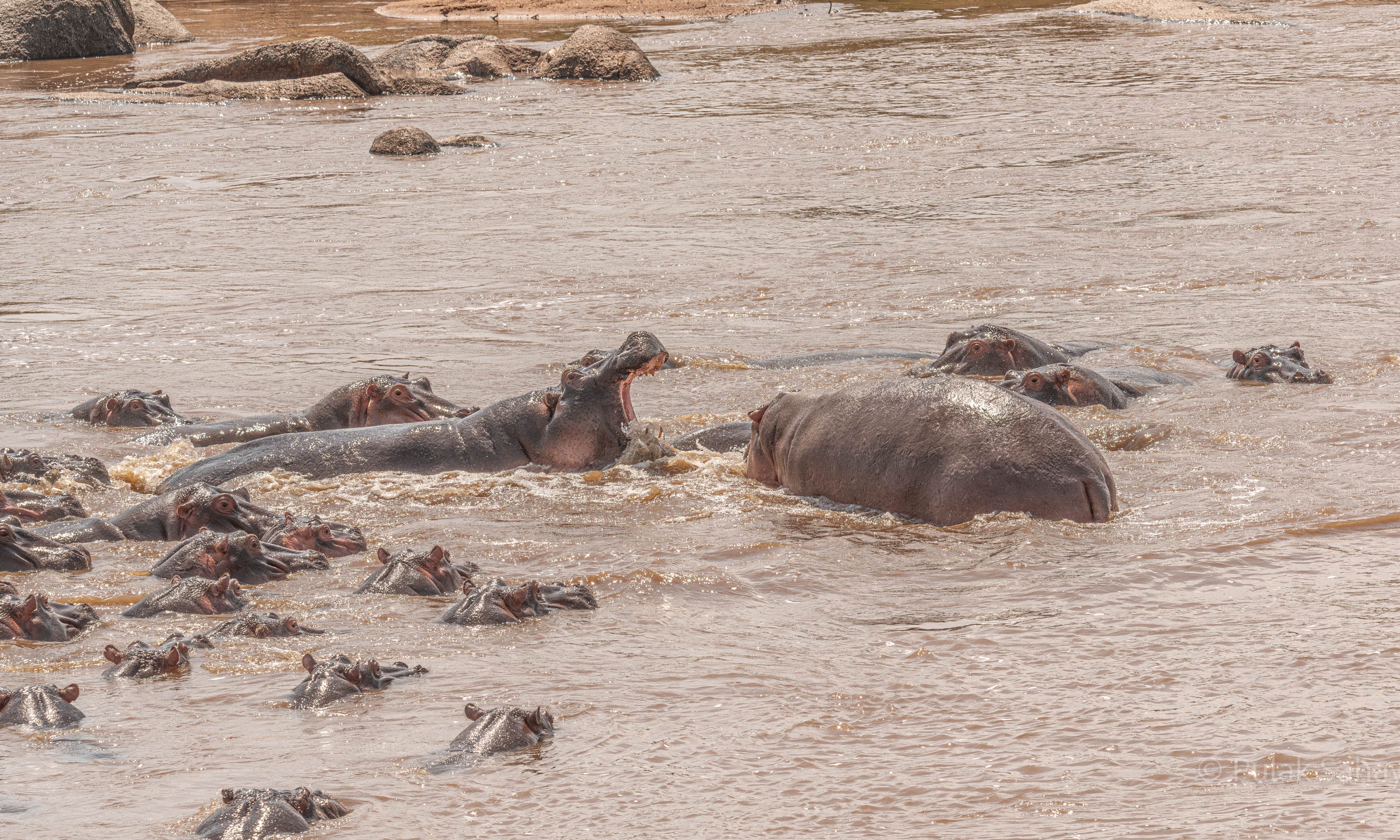 Hippo establishing territory